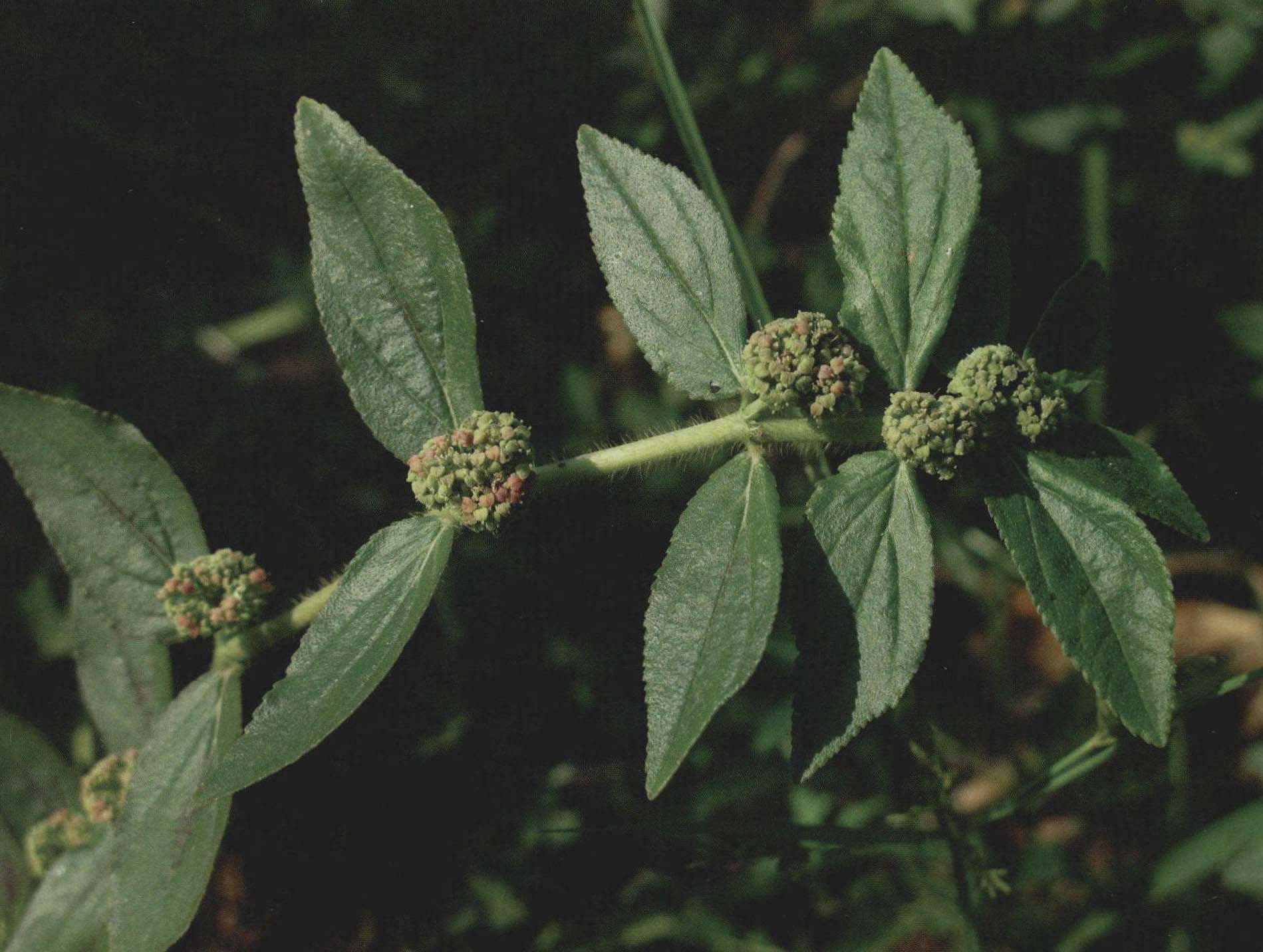 飛揚(yáng)草